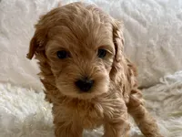 Izzy, a female Maltipoo and Poodle - Toy  for sale in Tampa, FL – 8 of 10
