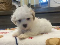 Shelby Tiny, a female Maltipoo and Poodle - Toy  for sale in Tampa, FL – 9 of 10