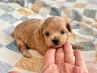 Lu Lu , a female Maltipoo and Poodle - Toy  for sale in Tampa, FL – 5 of 10