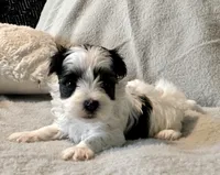 Toby Parti, a male Yorkshire Terrier for sale in Tampa, FL – 4 of 10