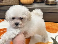 Lulu  Tiny , a female Maltipoo and Poodle - Toy  for sale in Tampa, FL – 4 of 10