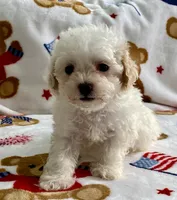 Shelby, a female Maltipoo and Poodle - Toy  for sale in Tampa, FL – 6 of 9