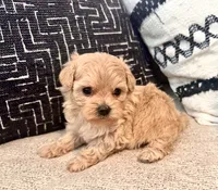 Mila , a female Maltipoo and Poodle - Toy  for sale in Tampa, FL – 7 of 10
