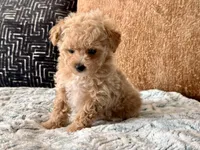 Bella  F1b Tiny , a female Maltipoo and Poodle - Toy  for sale in Tampa, FL – 8 of 10