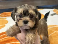 Coco , a female Yorkshire Terrier and Shorkie for sale in Tampa, FL – 3 of 9