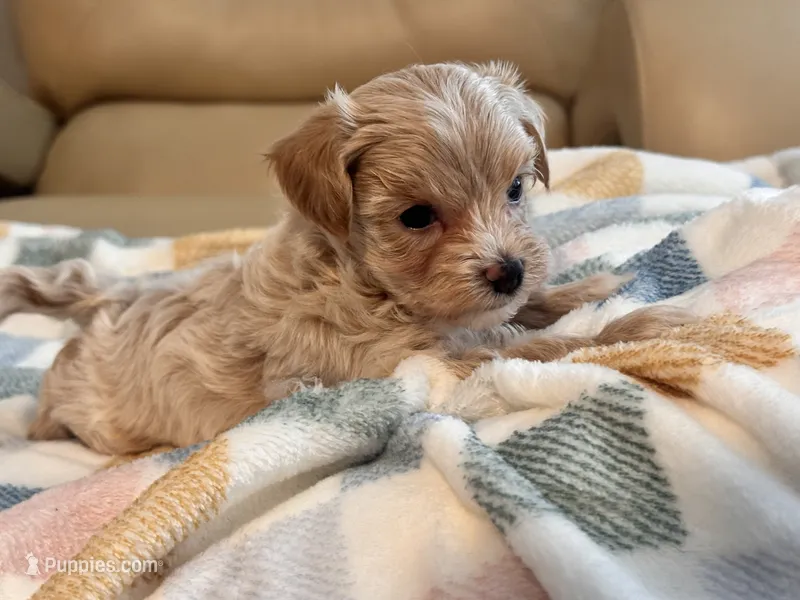 Ziggy  – Maltipoo, Poodle - Toy  puppy for sale in Tampa, FL