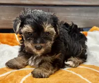 Tucker, a male Yorkshire Terrier for sale in Tampa, FL – 10 of 10