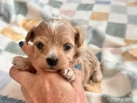 Fendi, a female Maltipoo and Poodle - Toy  for sale in Tampa, FL – 6 of 10