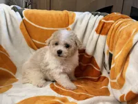 Gigi , a female Maltipoo and Poodle - Toy  for sale in Tampa, FL – 4 of 8