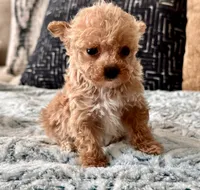 Misa  Extra Tiny , a female Maltipoo and Poodle - Toy  for sale in Tampa, FL – 10 of 10