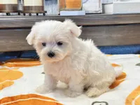 Buffy, a female Maltipoo and Maltese for sale in Tampa, FL – 3 of 10