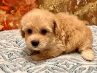 Loki, a male Maltipoo and Poodle - Toy  for sale in Tampa, FL – 2 of 10