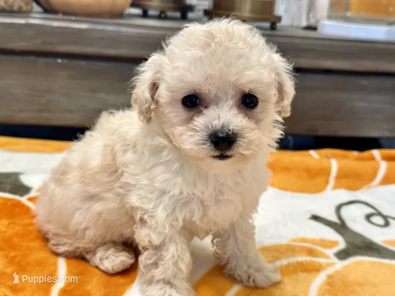 Chloe  – Maltipoo, Poodle - Toy  puppy for sale in Tampa, FL