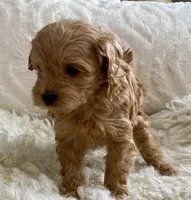 Izzy, a female Maltipoo and Poodle - Toy  for sale in Tampa, FL – 4 of 10