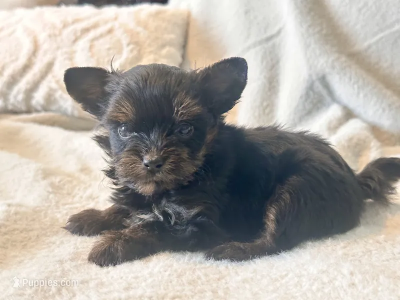 Lola  Tiny – Yorkshire Terrier puppy for sale in Tampa, FL