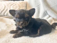 Lola  Tiny, a female Yorkshire Terrier for sale in Tampa, FL – 1 of 10