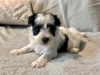 Toby Parti, a male Yorkshire Terrier for sale in Tampa, FL – 5 of 10