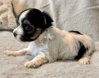Bella  Parti, a male Yorkshire Terrier for sale in Tampa, FL – 10 of 10