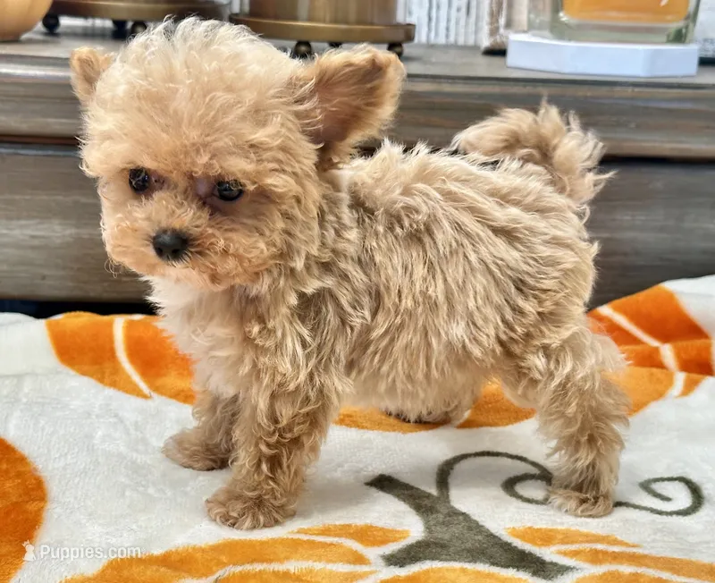 Misa  Extra Tiny  – Maltipoo, Poodle - Toy  puppy for sale in Tampa, FL