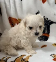 Ally , a female Yorkshire Terrier and Morkie for sale in Tampa, FL – 2 of 9
