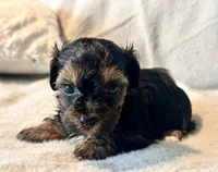 Mochi, a male Yorkshire Terrier for sale in Tampa, FL – 7 of 10