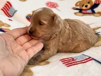 Jazzy , a male Maltipoo and Poodle - Toy  for sale in Tampa, FL – 9 of 9