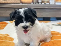 Milo Parti, a male Yorkshire Terrier for sale in Tampa, FL – 9 of 10