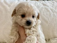 Bella , a female Maltipoo and Poodle - Toy  for sale in Tampa, FL – 8 of 10