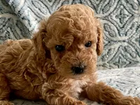 Pickles , a male Maltipoo and Poodle - Toy  for sale in Tampa, FL – 5 of 7