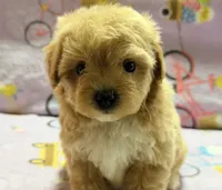 Bella , a female Maltipoo and Poodle - Toy  for sale in Tampa, FL – 4 of 10