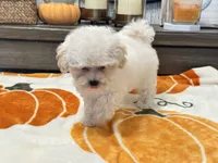 Lulu  Tiny , a female Maltipoo and Poodle - Toy  for sale in Tampa, FL – 7 of 10