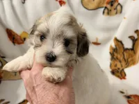 Piper , a female Yorkshire Terrier and Morkie for sale in Tampa, FL – 9 of 10