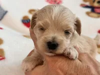 Bruno , a male Maltipoo and Poodle - Toy  for sale in Tampa, FL – 5 of 10