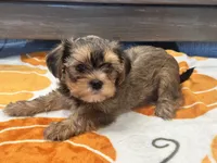 Coco , a female Yorkshire Terrier and Shorkie for sale in Tampa, FL – 6 of 9