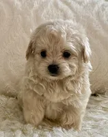 Bella , a female Maltipoo and Poodle - Toy  for sale in Tampa, FL – 2 of 10