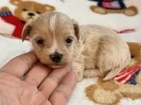 Ziggy , a male Maltipoo and Poodle - Toy  for sale in Tampa, FL – 2 of 10