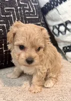 Bella , a female Maltipoo and Poodle - Toy  for sale in Tampa, FL – 9 of 10