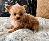 Misa  Extra Tiny , a female Maltipoo and Poodle - Toy  for sale in Tampa, FL – 9 of 10