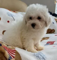 Toby , a male Maltipoo and Poodle - Toy  for sale in Tampa, FL – 10 of 10