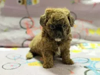Mila, a female Maltipoo and Poodle - Toy  for sale in Tampa, FL – 4 of 10