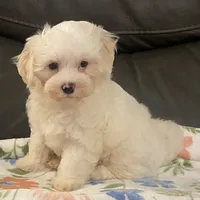 processed/1207acc4-d47b-4737-a376-b6cf390585c4/listing/626fff31-aced-4ab7-a51a-58e47fc50163/33792801-c0e5-4c27-9880-fe12a18a2eff