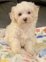 processed/1207acc4-d47b-4737-a376-b6cf390585c4/listing/626fff31-aced-4ab7-a51a-58e47fc50163/6339998b-d2c4-4c11-8eb4-ebbc6f3ee608