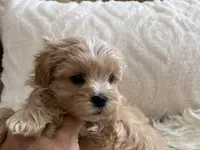 Bruno, a male Maltipoo and Poodle - Toy  for sale in Tampa, FL – 4 of 10