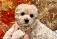 Molly , a female Maltipoo and Poodle - Toy  for sale in Tampa, FL – 5 of 9