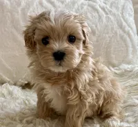 Bruno, a male Maltipoo and Poodle - Toy  for sale in Tampa, FL – 5 of 10