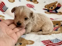 Benny , a male Maltipoo and Poodle - Toy  for sale in Tampa, FL – 7 of 10