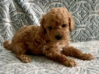 Pickles , a male Maltipoo and Poodle - Toy  for sale in Tampa, FL – 4 of 7