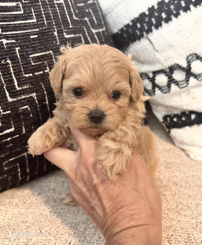 Mila  – Maltipoo, Poodle - Toy  puppy for sale in Tampa, FL