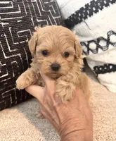 Mila , a female Maltipoo and Poodle - Toy  for sale in Tampa, FL – 1 of 10
