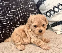 Mila , a female Maltipoo and Poodle - Toy  for sale in Tampa, FL – 8 of 10